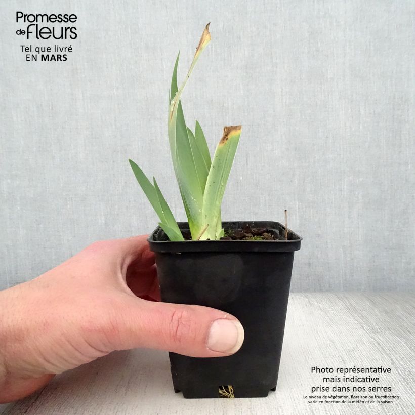 Iris Raspberry Silk - Border Bearded Iris 8/9 cm pot sample as delivered in spring