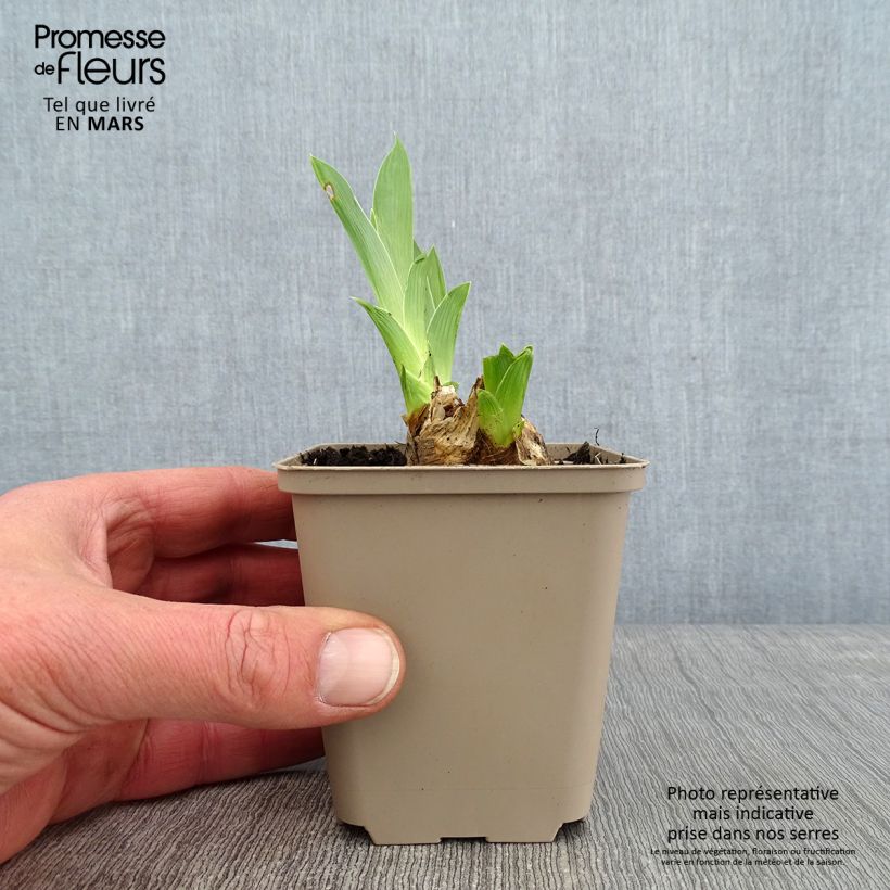 Iris Red Orchid - Bearded Iris 8/9 cm pot sample as delivered in winter