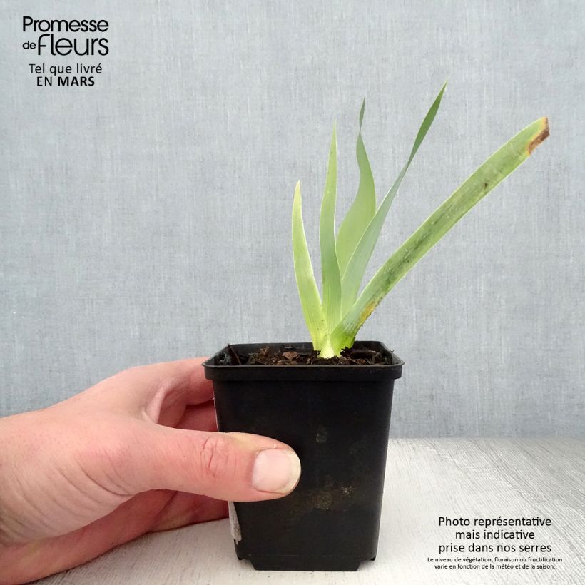 Iris Robe du soir - Bearded Iris 8/9 cm pot sample as delivered in spring