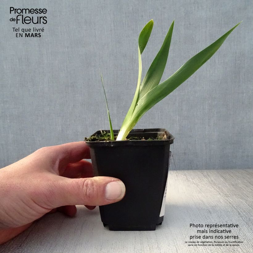 Iris Rouge de Plaisir - Bearded Iris Bare-root rhizome, size 10/15, premium quality sample as delivered in spring