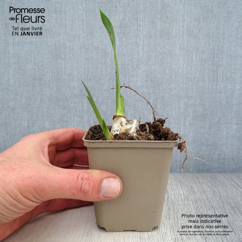 Iris Siva Siva - Tall Bearded Iris 8/9 cm pot sample as delivered in winter