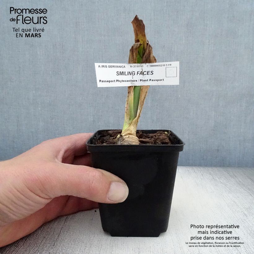 Iris Smiling Faces - Tall Bearded Iris 8/9 cm pot sample as delivered in spring