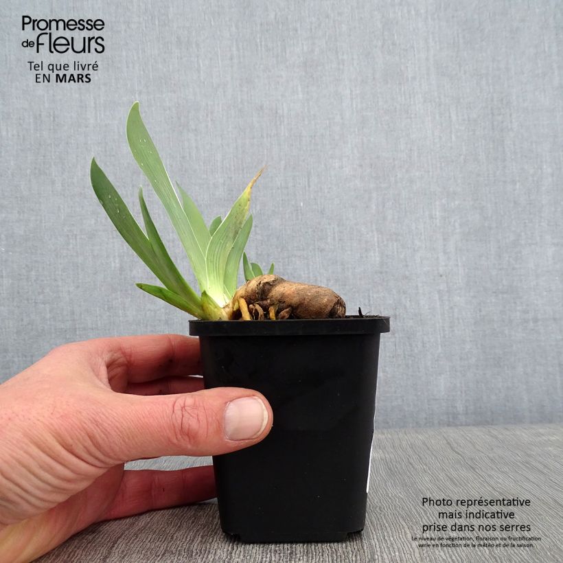 Iris Sorcellerie  - Bearded Iris 8/9 cm pot sample as delivered in winter