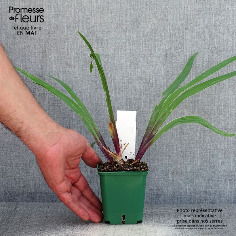 Iris germanica Stellata 8/9 cm pot sample as delivered in spring