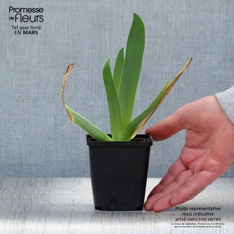 Iris Sur la plage - Tall Bearded Iris 8/9 cm pot sample as delivered in spring
