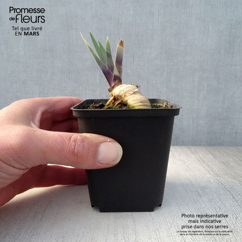 Iris Thornbird - Tall Bearded Iris 8/9 cm pot sample as delivered in spring
