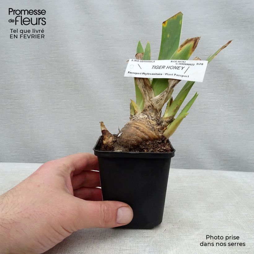 Iris Tiger Honey - Tall Bearded Iris 8/9 cm pot sample as delivered in winter