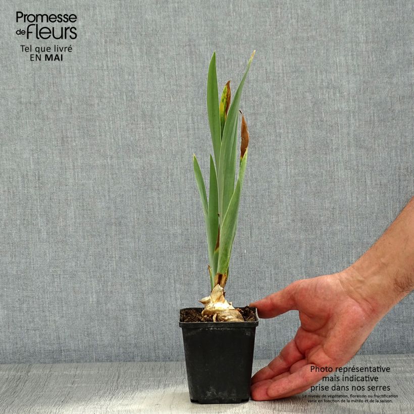 Iris Virgule - Tall Bearded Iris 8/9 cm pot sample as delivered in spring