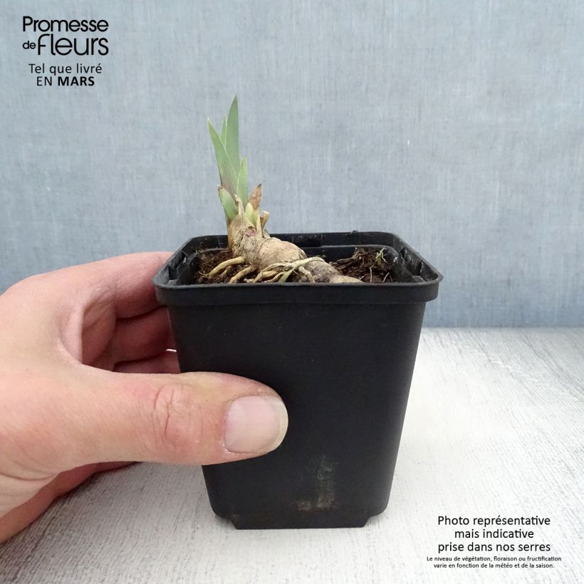 Iris Vitafire - Tall Bearded Iris 8/9 cm pot sample as delivered in spring