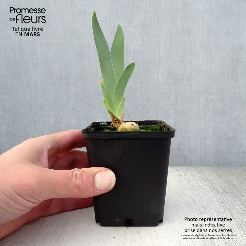 Iris Young Blood - Tall Bearded Iris 8/9 cm pot sample as delivered in spring