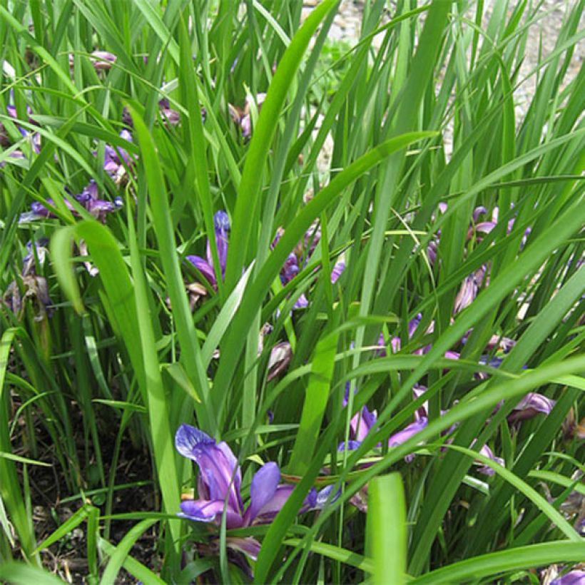 Iris graminea (Foliage)