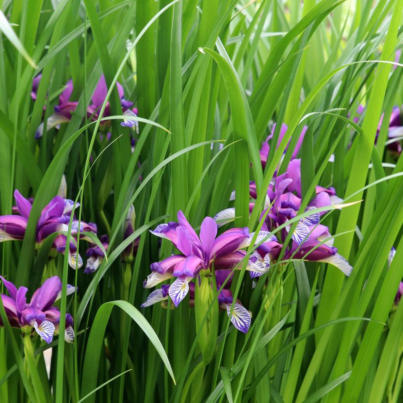 Iris graminea (Plant habit)