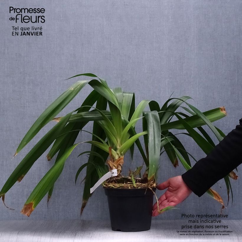 Iris japonica 2L/3L pot sample as delivered in winter