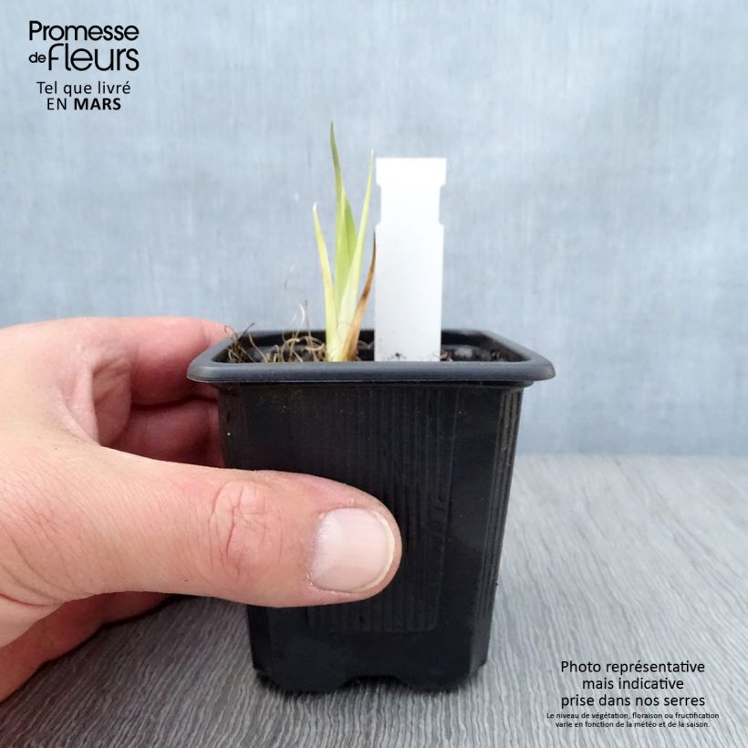 Iris laevigata - Water Iris 8/9 cm pot sample as delivered in spring