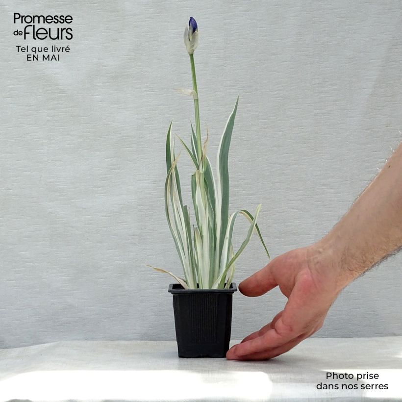 Iris pallida Variegata - Sweet Iris 8/9 cm pot sample as delivered in spring