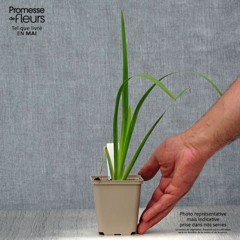 Iris pseudacorus Creme de la Creme - Yellow Flag 8/9 cm pot sample as delivered in spring