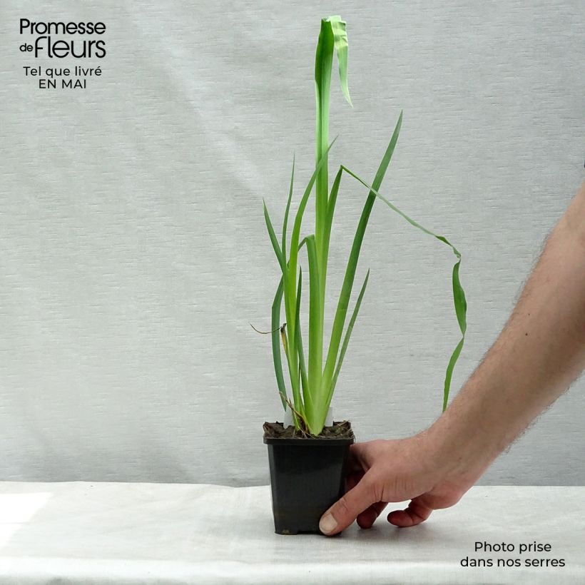 Iris pseudacorus - Yellow Flag 8/9 cm pot sample as delivered in spring