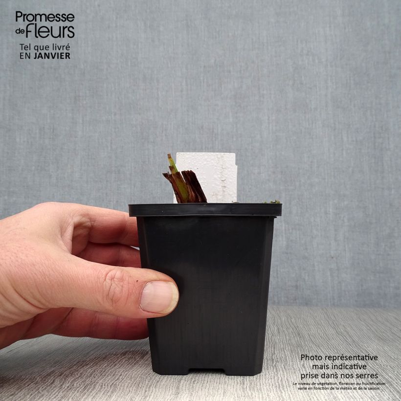 Iris pseudacorus Plena - Yellow Flag 8/9 cm pot sample as delivered in winter