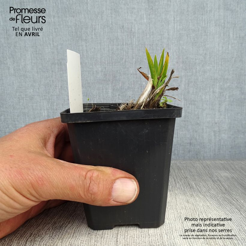 Iris pseudacorus Plena - Yellow Flag 8/9 cm pot sample as delivered in spring