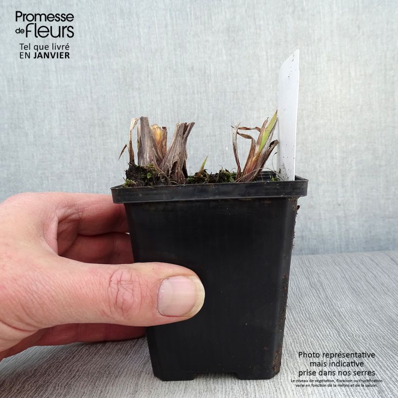 Iris pseudacorus var. bastardii - Yellow Flag 8/9 cm pot sample as delivered in winter