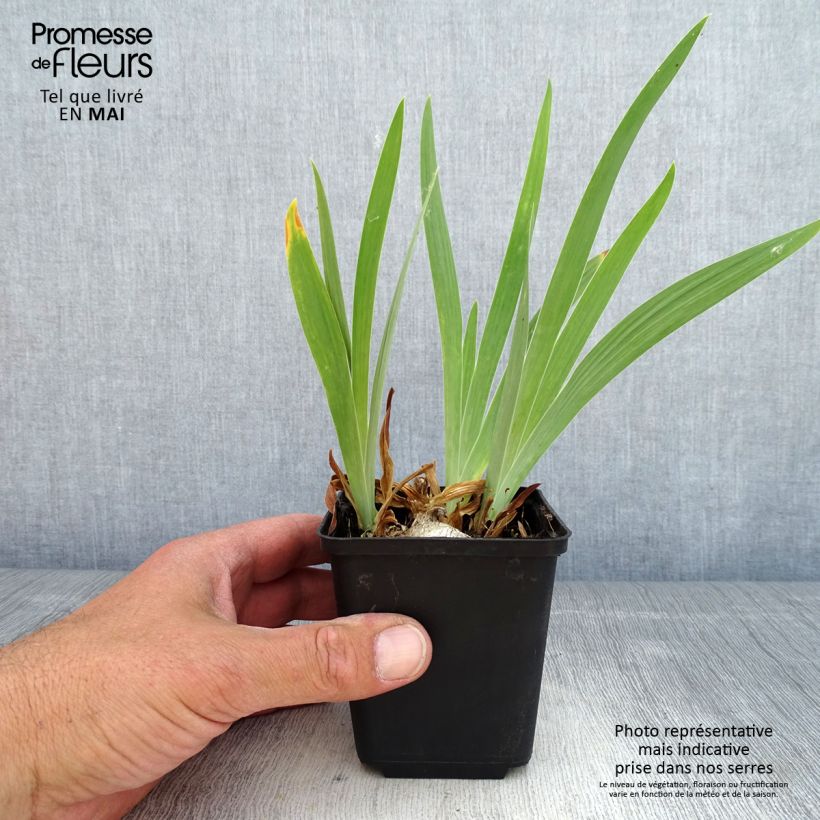 Iris pumila Dream Stuff - Dwarf bearded Iris 8/9 cm pot sample as delivered in spring