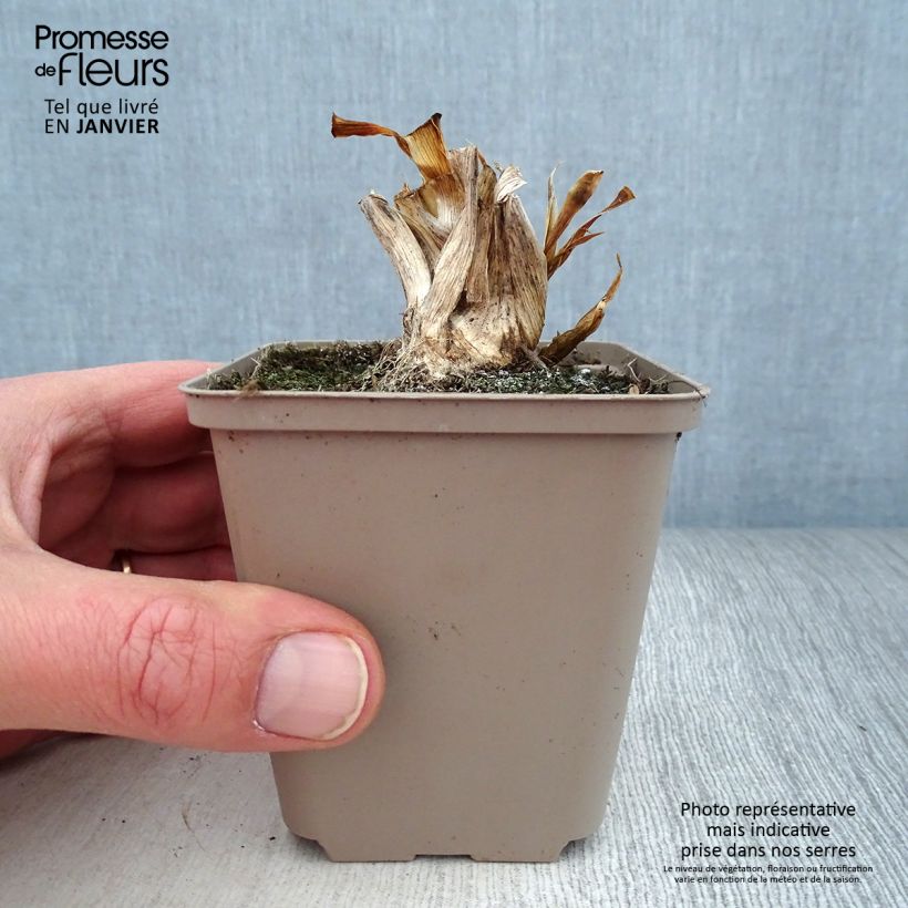 Iris pumila Smell the Roses - Dwarf bearded Iris 8/9 cm pot sample as delivered in winter