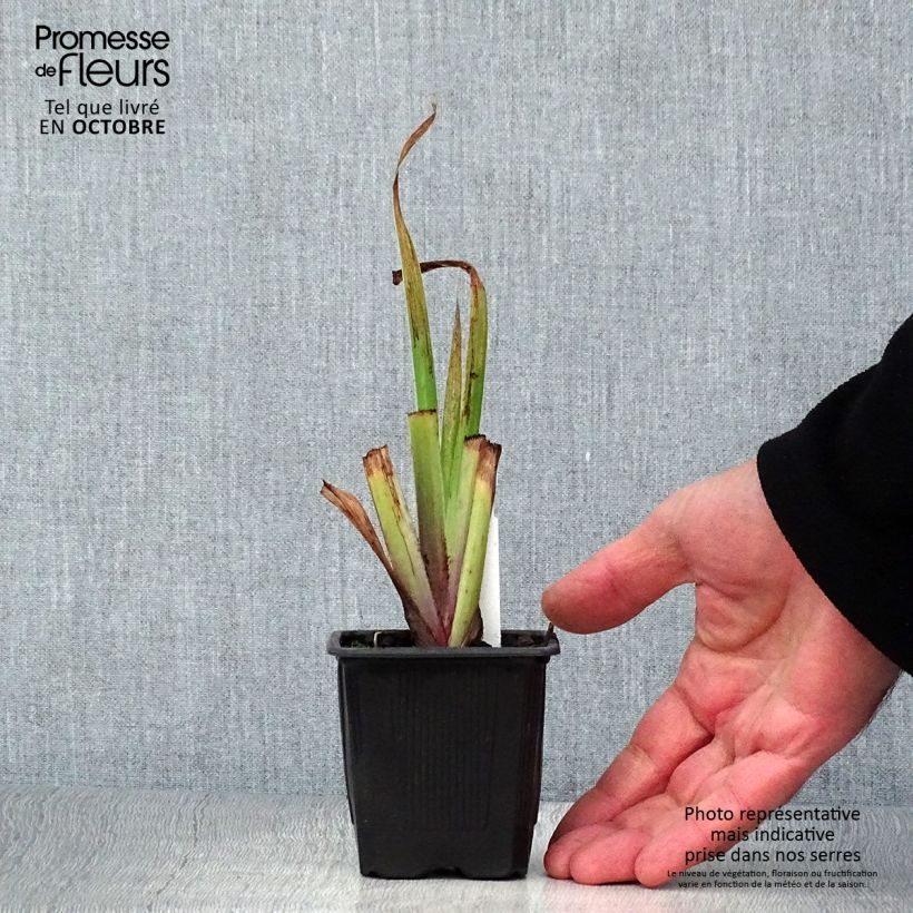Iris robusta Dark Aura 8/9 cm pot sample as delivered in autumn