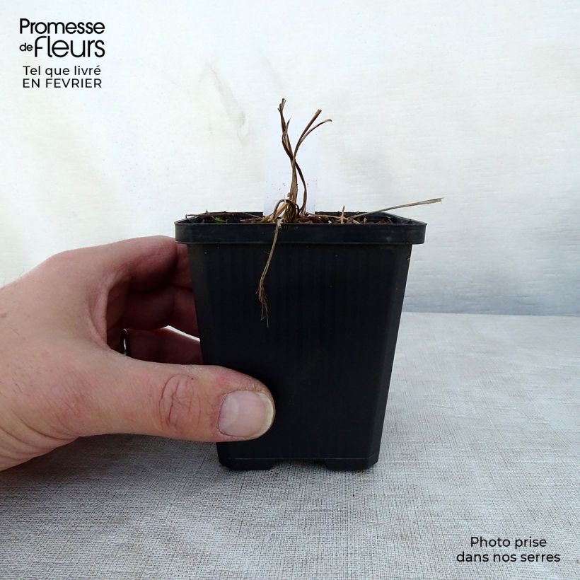 Iris setosa 8/9 cm pot sample as delivered in winter