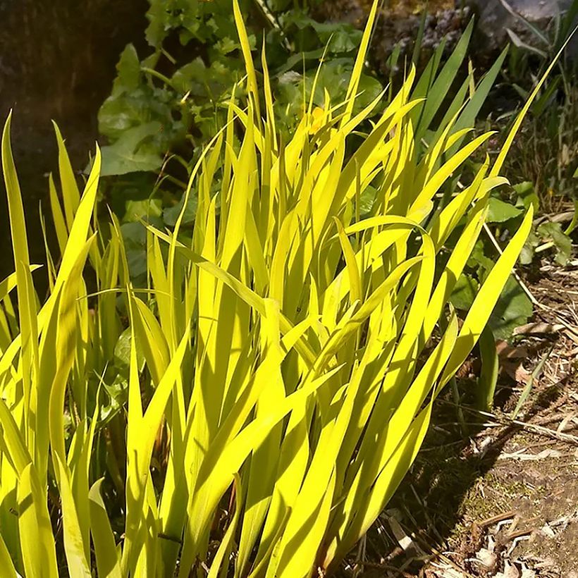 Iris sibirica Frans Gold - Siberian Iris (Foliage)