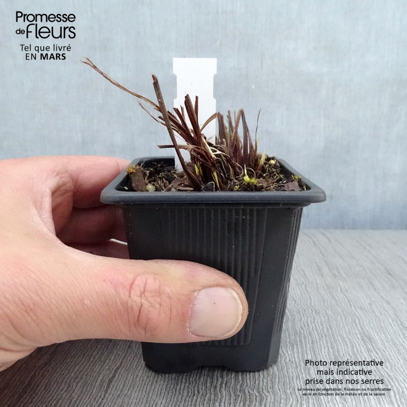 Iris sibirica Not Quite White - Siberian Iris 8/9 cm pot sample as delivered in spring