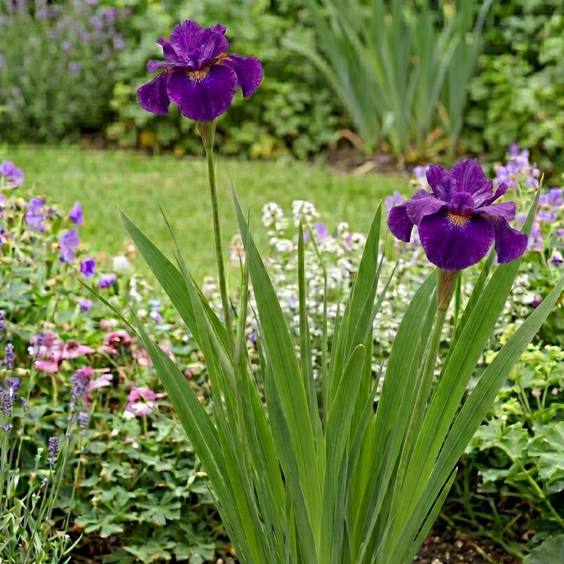 Iris sibirica Spindazzle - Siberian iris (Plant habit)