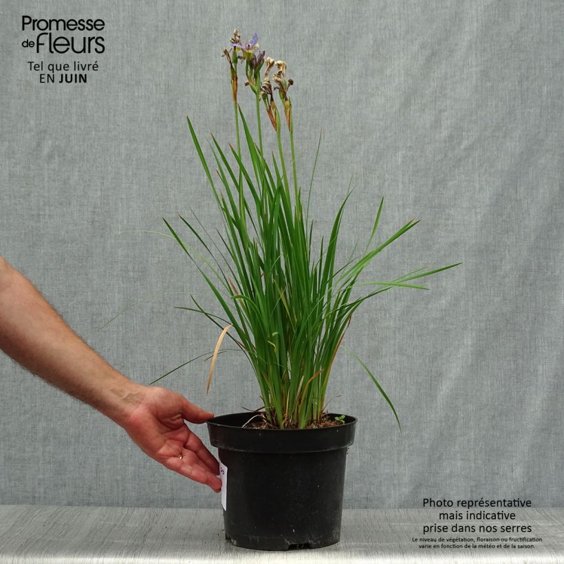 Iris sibirica Tipped in Blue - Siberian Iris 4L/5L pot sample as delivered in summer
