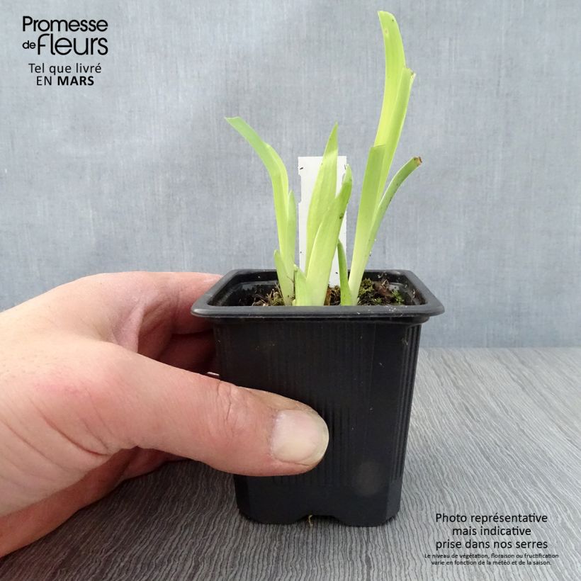 Iris tectorum 8/9 cm pot sample as delivered in spring