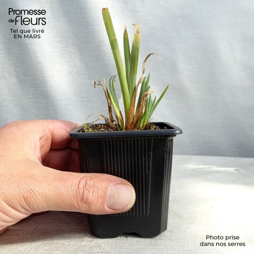 Iris versicolor - Water Iris 8/9 cm pot sample as delivered in winter