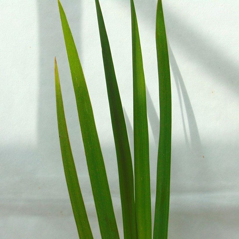 Iris versicolor Kermesina - Water Iris (Foliage)