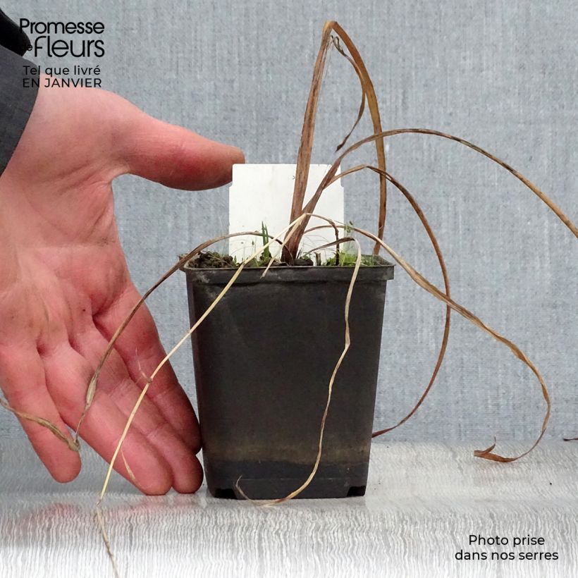 Iris versicolor Kermesina - Water Iris 8/9 cm pot sample as delivered in winter