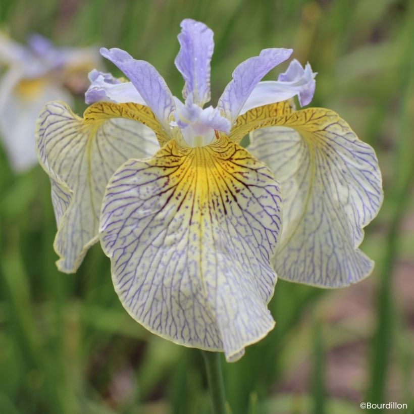 Iris Ally Oops (Flowering)