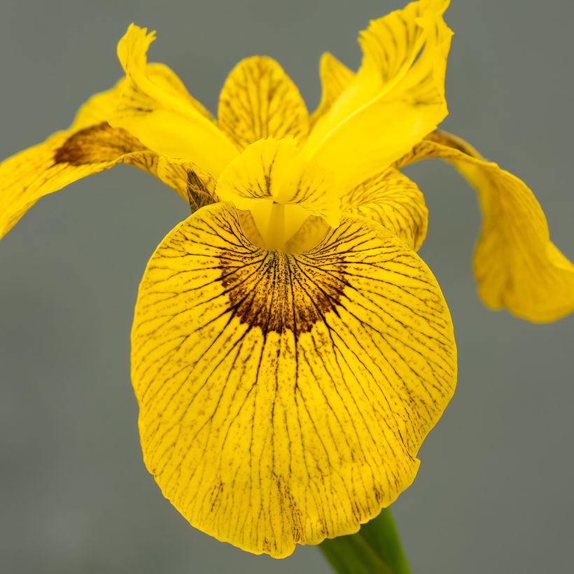 Iris Berlin Tiger (Flowering)