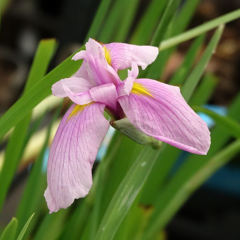 Iris laevigata Rose Queen - Water Iris (Flowering)