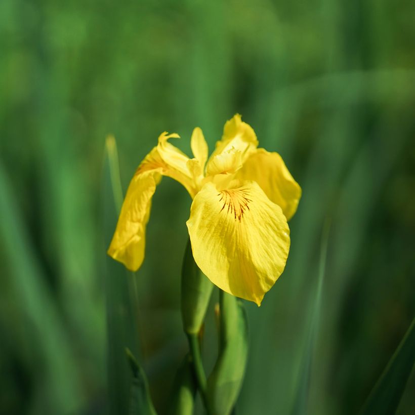 Iris pseudacorus Compact Form - Yellow Flag (Flowering)