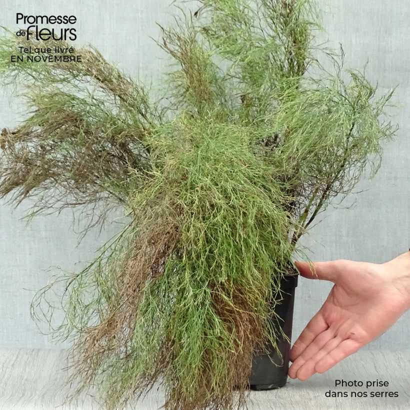 Ischyrolepis subverticillata 2L/3L pot sample as delivered in autumn