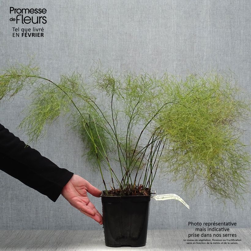 Ischyrolepis subverticillata 2L/3L pot sample as delivered in winter