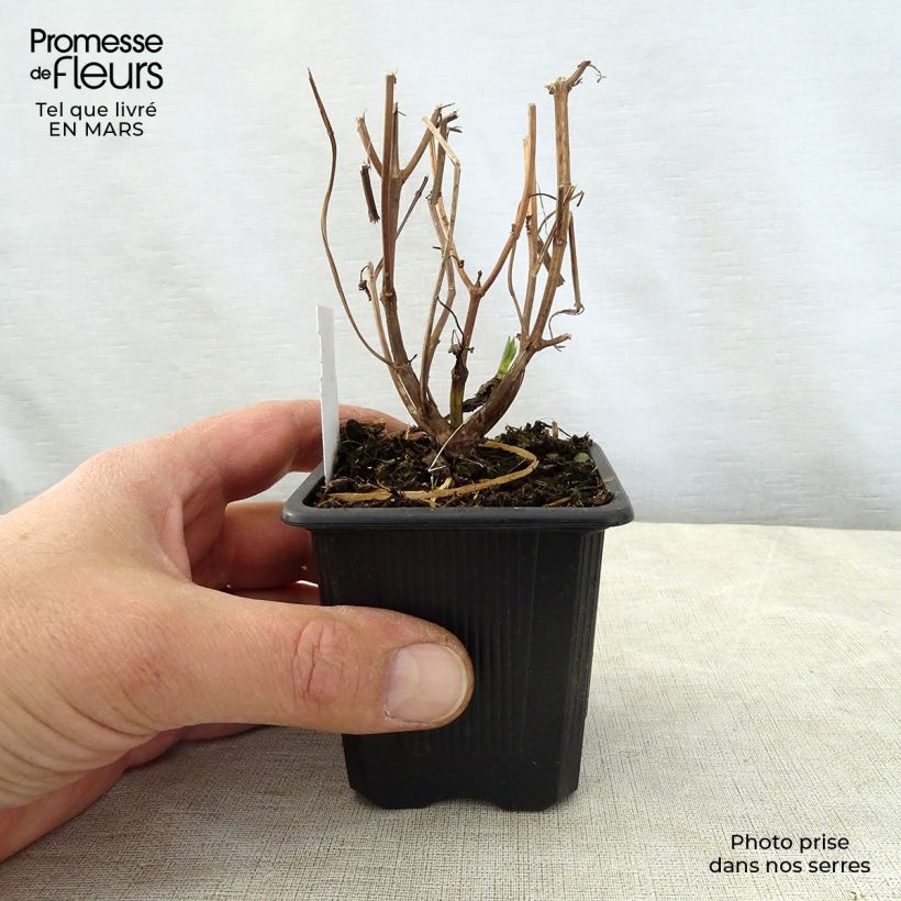 Isodon longituba 8/9 cm pot sample as delivered in spring