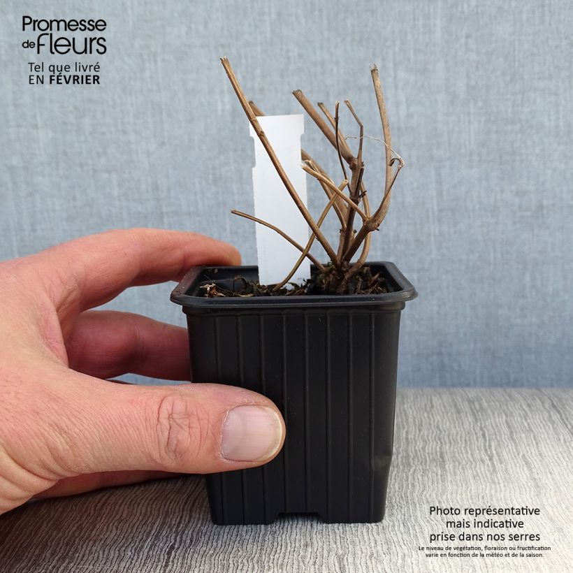 Isodon longituba 8/9 cm pot sample as delivered in winter