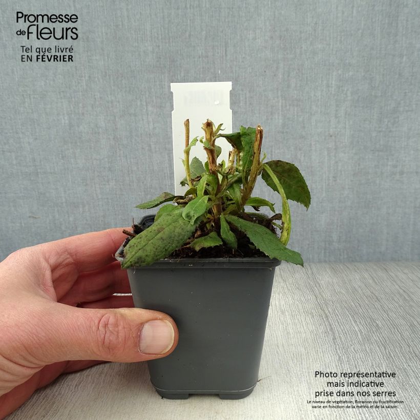 Isoplexis x isabelliana Bella 8/9 cm pot sample as delivered in winter