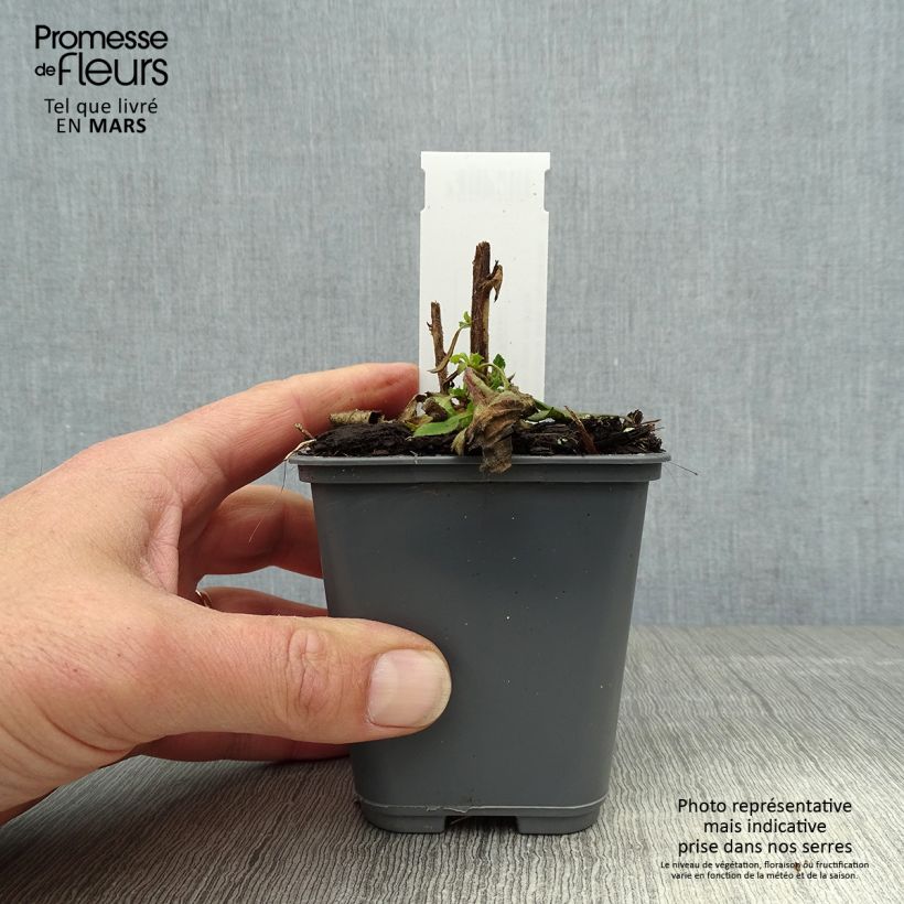 Isoplexis x isabelliana Bella 8/9 cm pot sample as delivered in spring