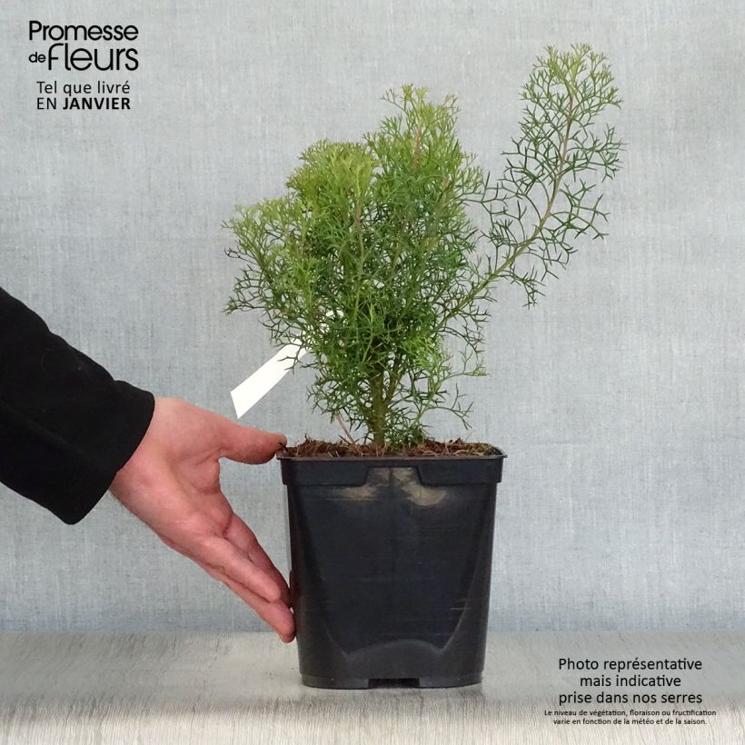 Isopogon formosus 3L/4L pot sample as delivered in winter