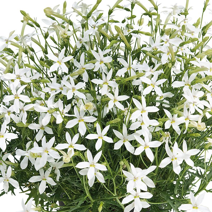 Isotoma Wendy's White - Rock Isotome (Flowering)