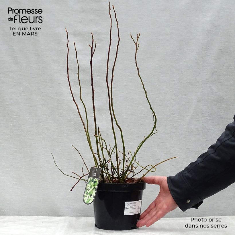 Itea virginica 3L/4L pot sample as delivered in spring