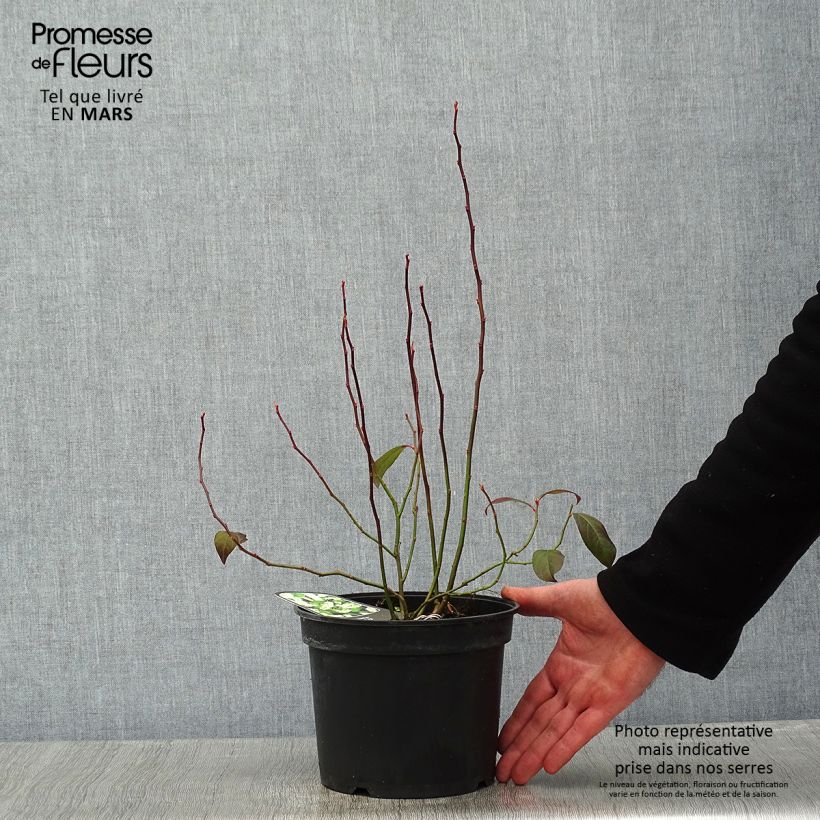 Itea virginica 3L/4L pot sample as delivered in winter